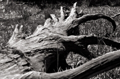 Swamp Log